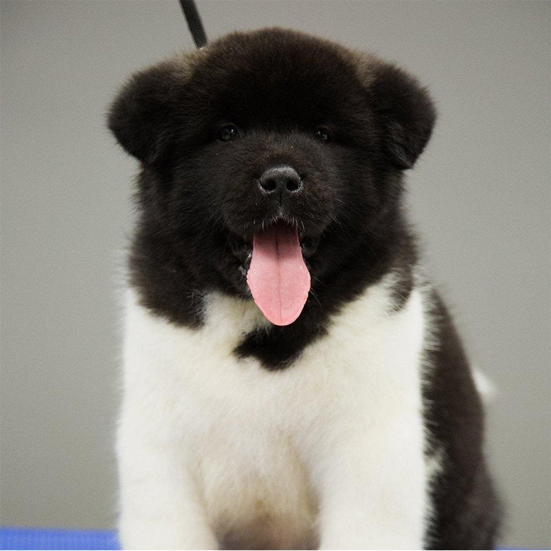 Akita Puppy