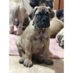 BullMastiff Puppy Thumbnail 9