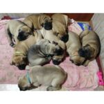 BullMastiff Puppy Thumbnail 2