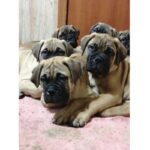 BullMastiff Puppy Thumbnail 3