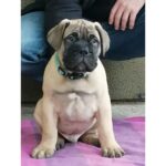 BullMastiff Puppy Thumbnail 4