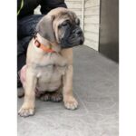 BullMastiff Puppy Thumbnail 5