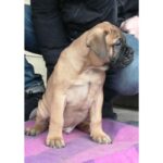 BullMastiff Puppy Thumbnail 6