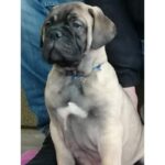 BullMastiff Puppy Thumbnail 7