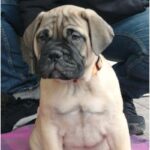 BullMastiff Puppy Thumbnail 8