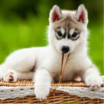Siberian Husky Puppy Thumbnail 4