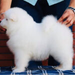 Samoyed Puppy Thumbnail 6