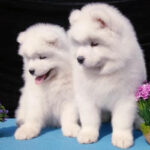 Samoyed Puppy Thumbnail 5