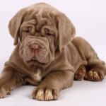 Neapolitan Mastiff Puppy Thumbnail 2