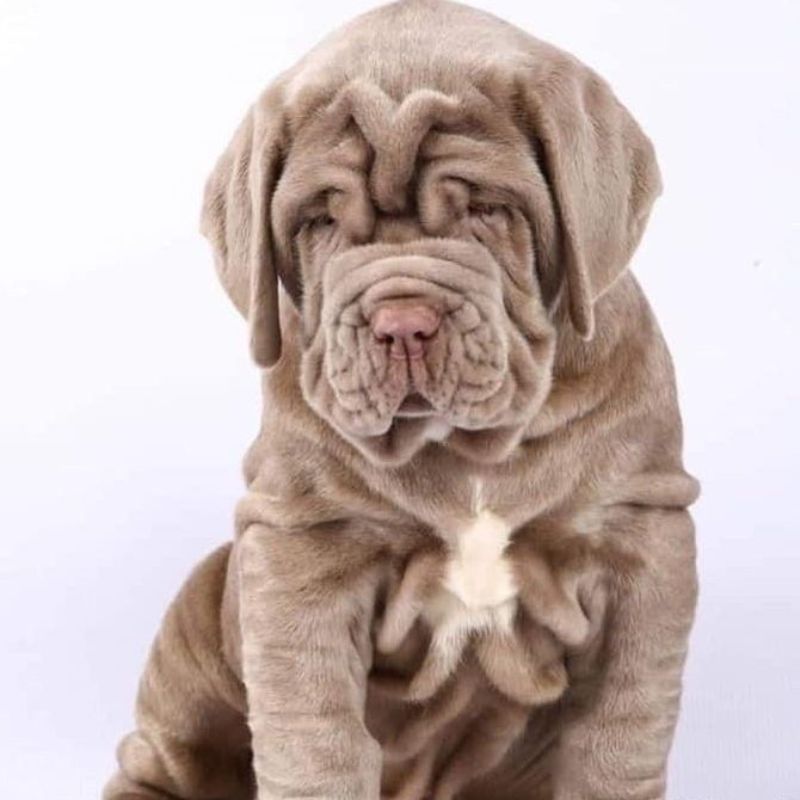Neapolitan Mastiff Puppy