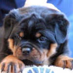Rottweiler Puppy Thumbnail 2