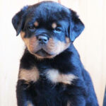 Rottweiler Puppy Thumbnail 3