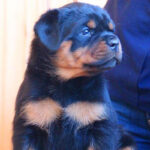 Rottweiler Puppy Thumbnail 4
