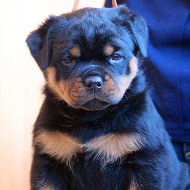 Rottweiler Puppy