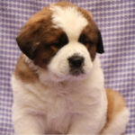 Saint Bernard Puppy Thumbnail 2