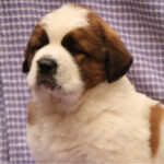 Saint Bernard Puppy Thumbnail 3