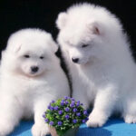 Samoyed Puppy Thumbnail 4