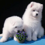 Samoyed Puppy Thumbnail 3