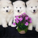 Samoyed Puppy Thumbnail 2