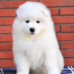Samoyed Puppy Thumbnail 1