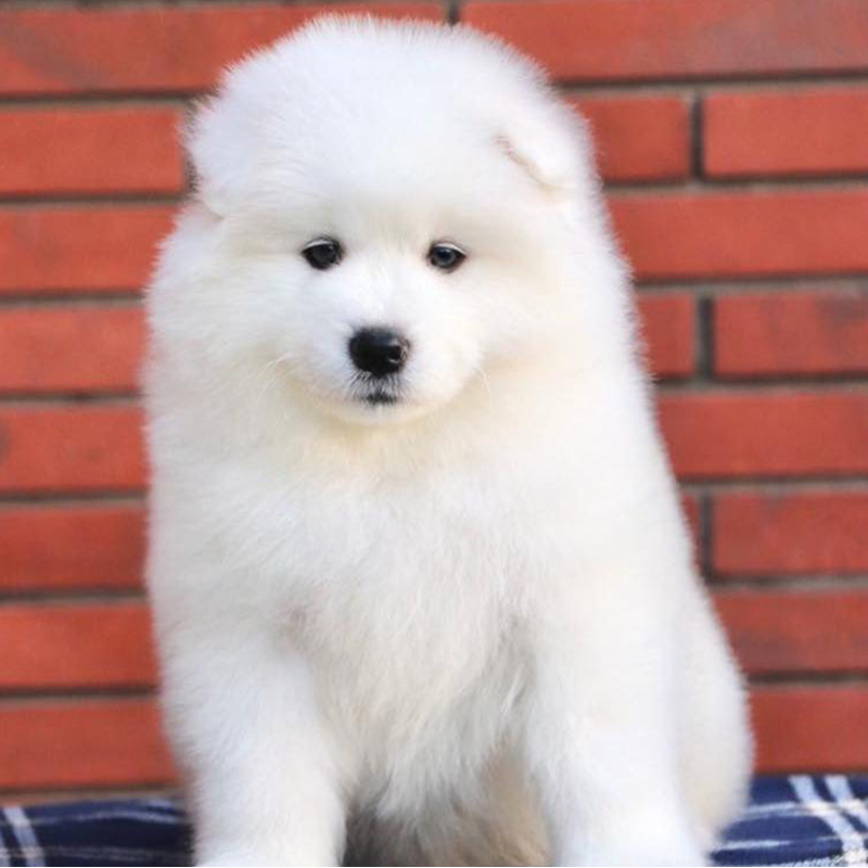 Samoyed Puppy