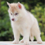 Siberian Husky Puppy Thumbnail 2