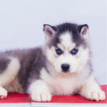 Siberian Husky Puppy Thumbnail 3