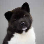 Akita Puppy Thumbnail 3