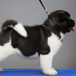 Akita Puppy Thumbnail 4