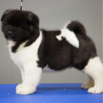 Akita Puppy Thumbnail 5