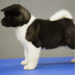 Akita Puppy Thumbnail 2