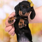 Dachshund Puppy Thumbnail 3