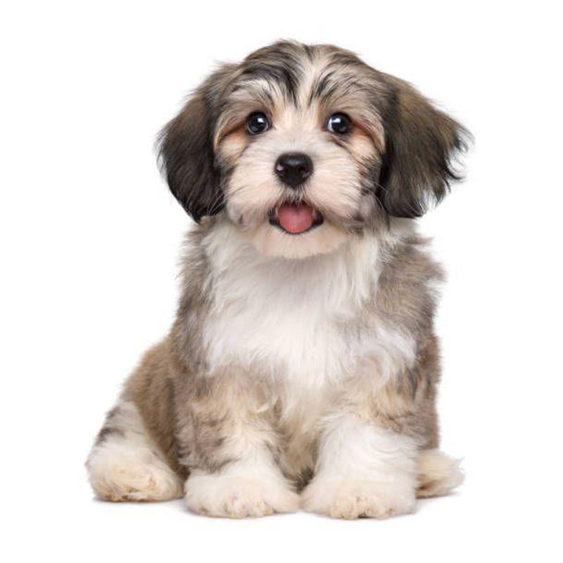 Havanese Puppy