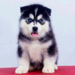 Siberian Husky Puppy Thumbnail 1