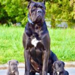 Cane Corso Puppy Thumbnail 6