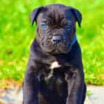 Cane Corso Puppy Thumbnail 1