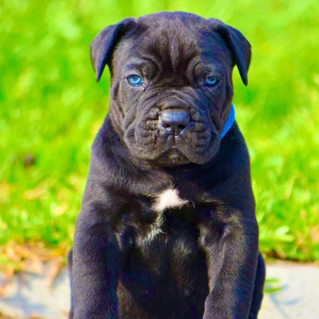 Cane Corso Puppy