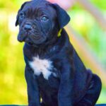 Cane Corso Puppy Thumbnail 4