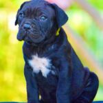 Cane Corso Puppy Thumbnail 5