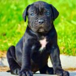 Cane Corso Puppy Thumbnail 3