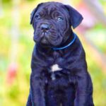 Cane Corso Puppy Thumbnail 2