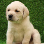 Labrador Retriever Puppy Thumbnail 4
