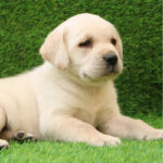 Labrador Retriever Puppy Thumbnail 3