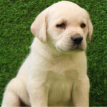 Labrador Retriever Puppy Thumbnail 2
