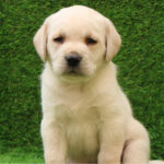Labrador Retriever Puppy Thumbnail 1