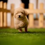 Maltipoo Puppy Thumbnail 2
