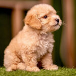 Maltipoo Puppy Thumbnail 3