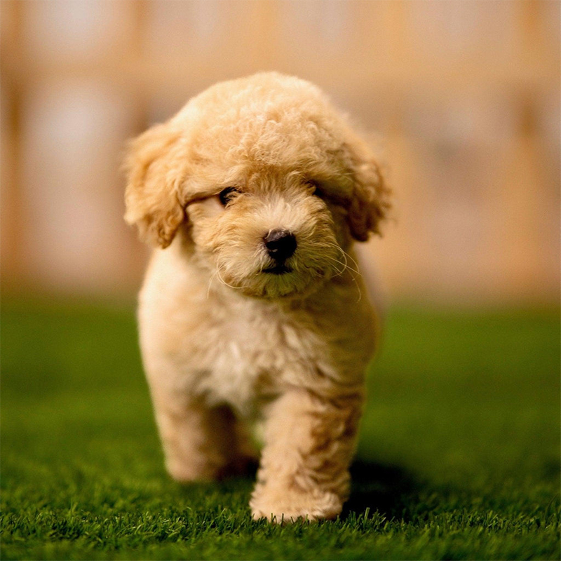 Maltipoo Puppy