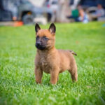 Belgian Melinois Puppy Thumbnail 1