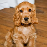 Cocker Spaniel Puppy Thumbnail 6